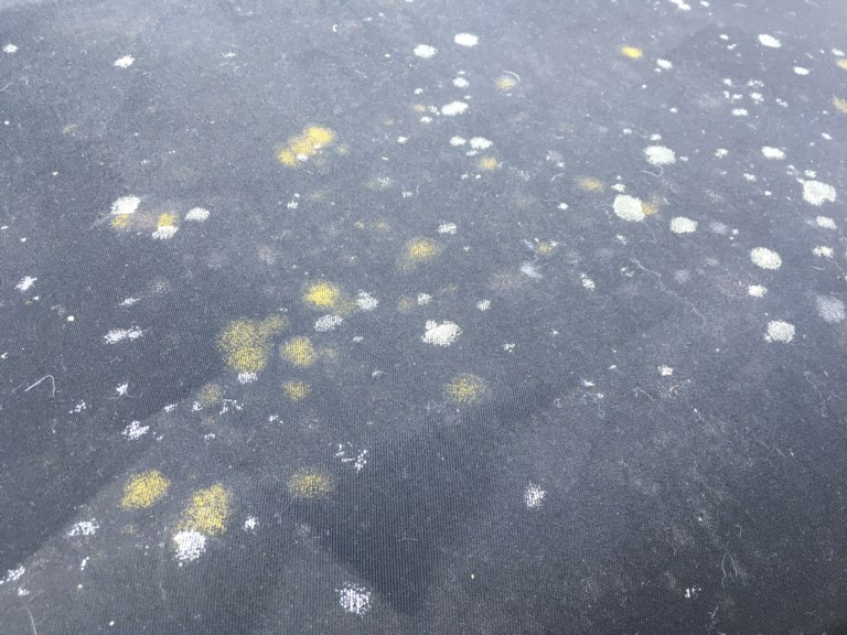 Lichen on convertible roof