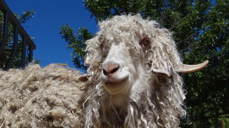 Angora Goat