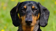 Dougie