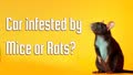 Car Infested by Mice or Rats? The Health Risks, Damage, & What to Do Next