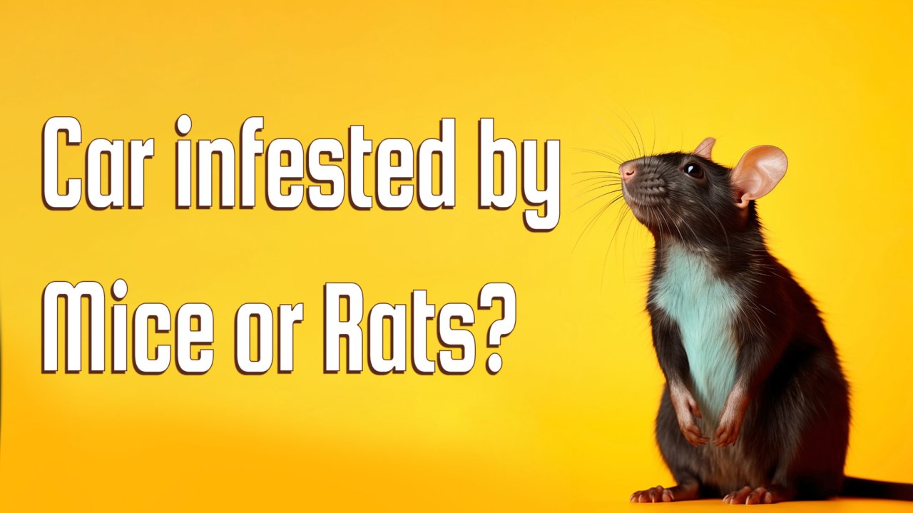 Car Infested by Mice or Rats? The Health Risks, Damage, & What to Do Next