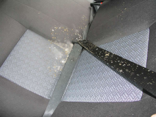 mould growing on seat